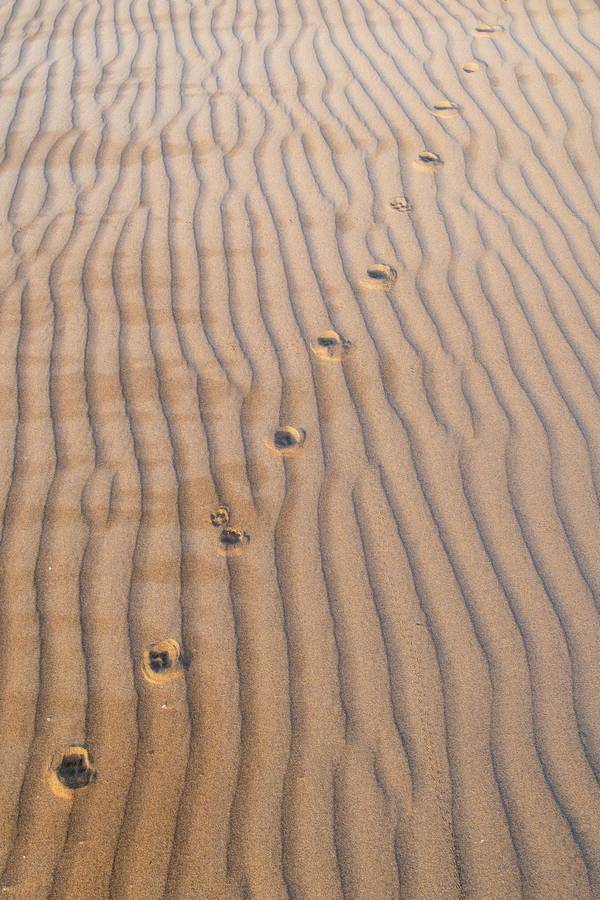 Fennec Fox tracks (Mike Unwin) Image