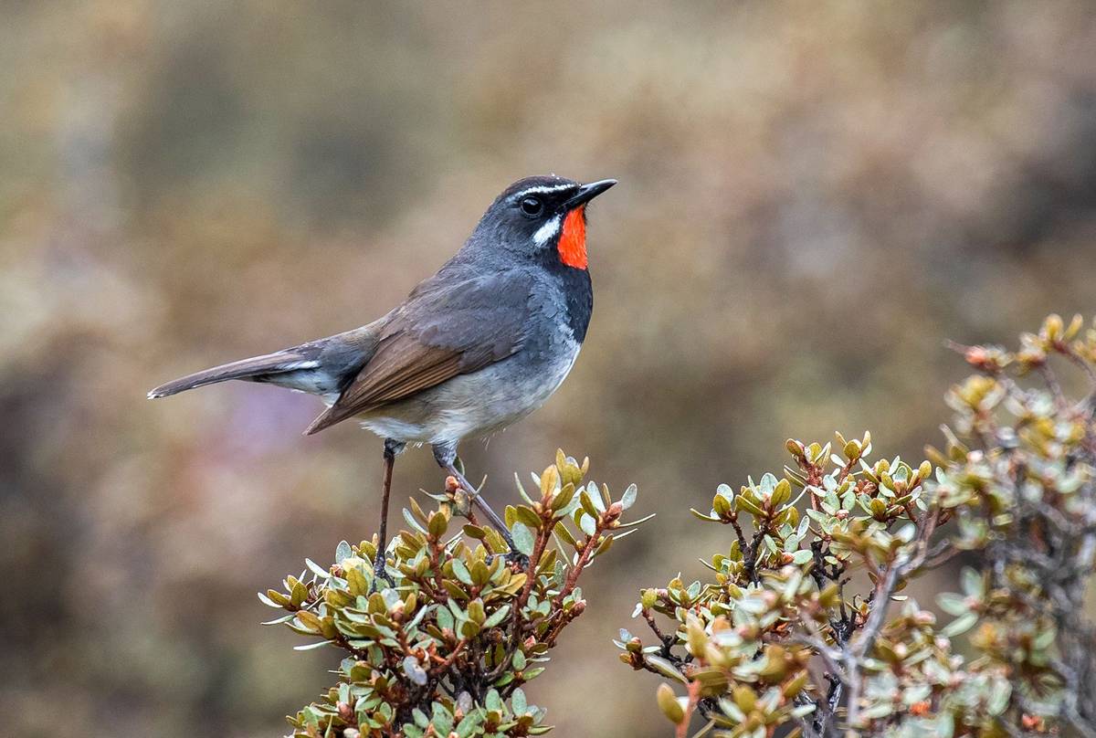 Himalayan-Rubythroat-shutterstock_1275250963.jpg