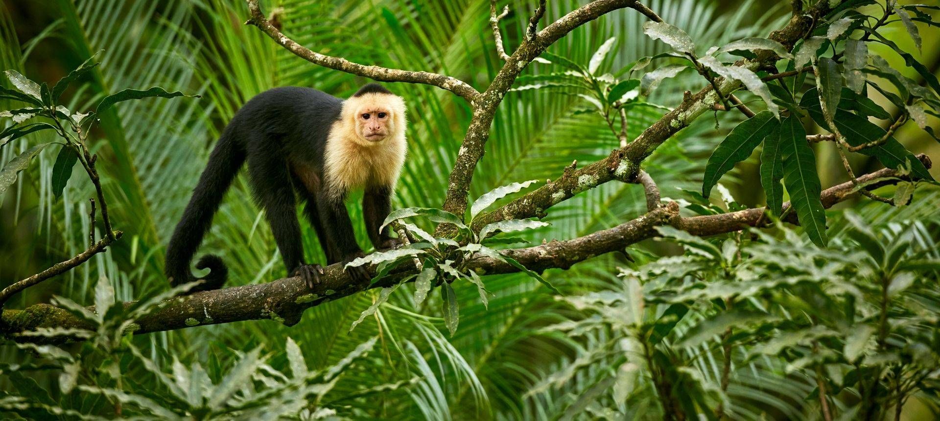 White Headed Capuchin, Costa Rica Shutterstock 1013561362