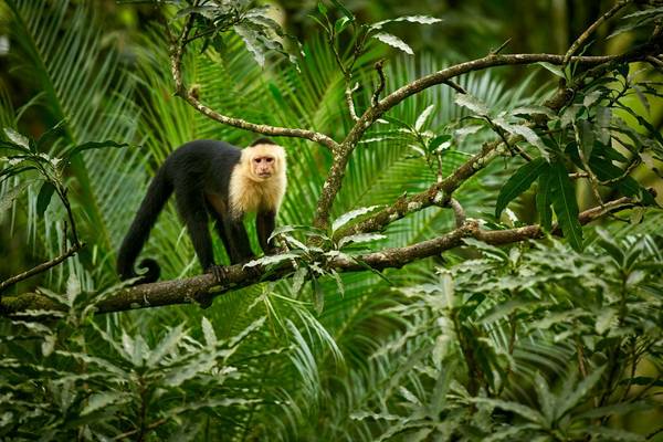 White Headed Capuchin, Costa Rica Shutterstock 1013561362