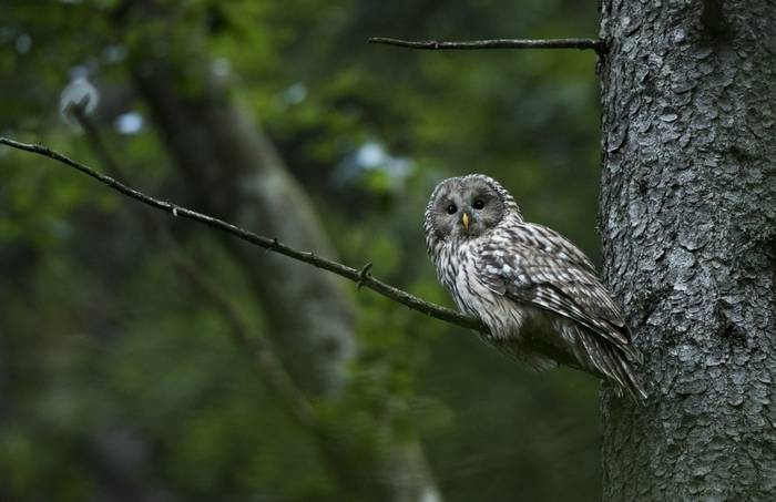 Ural Owl
