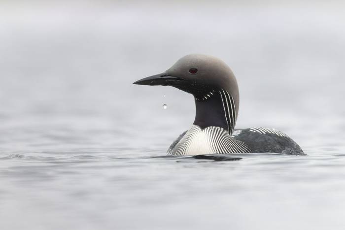 Black-throated Diver