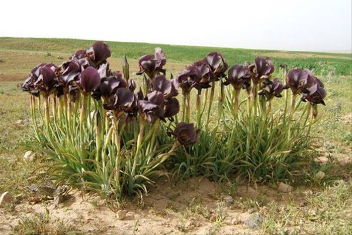 Black Iris - National Flower of Jordan (Geoff Carr)