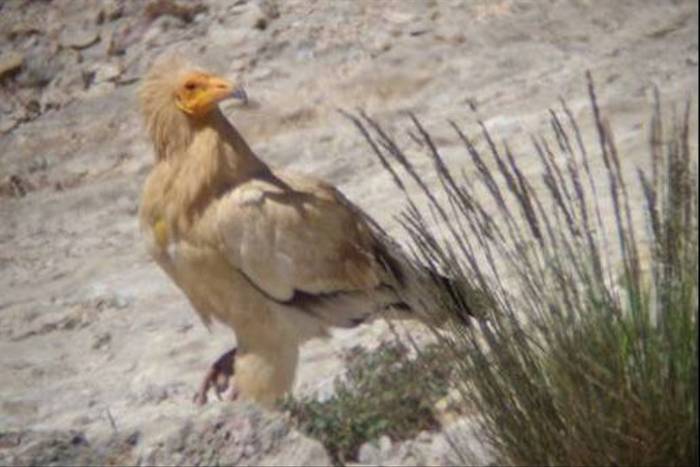 Egyptian Vulture (Byron Palacios)