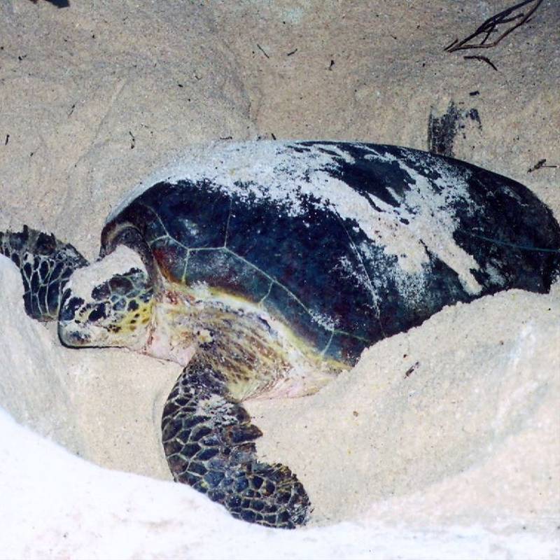 Green Turtle