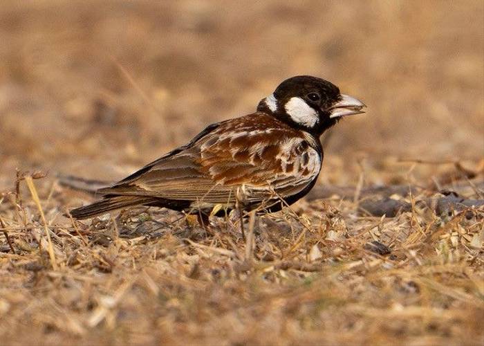 Chestnut-backed Sparrow Lark, Ian Curran.jpg