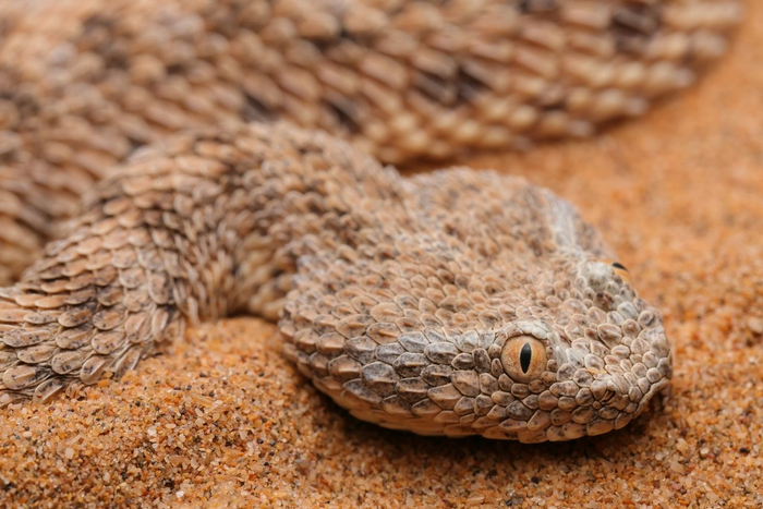 Sahara Sand Viper (Cerastes vipera) © Dan Kane Image