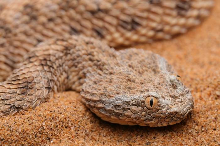 Sahara Sand Viper (Cerastes vipera) © Dan Kane, September 2025 tour