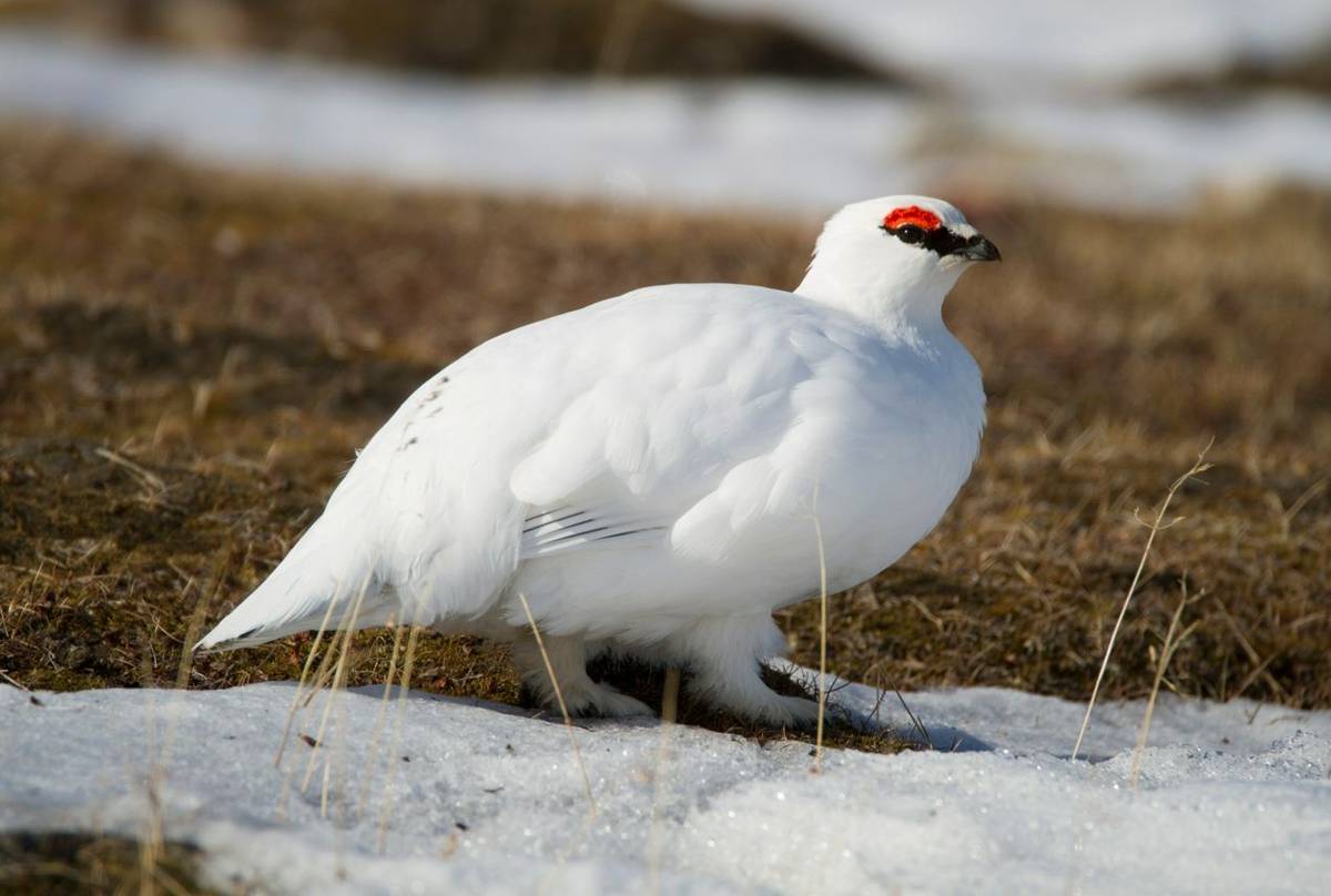 Ptarmigan shutterstock_1734097043.jpg