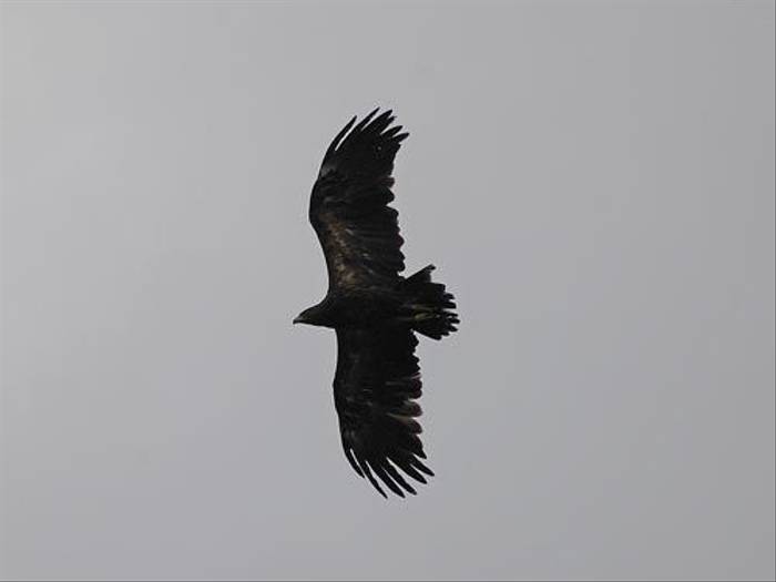 Lesser Spotted Eagle (David Morris)