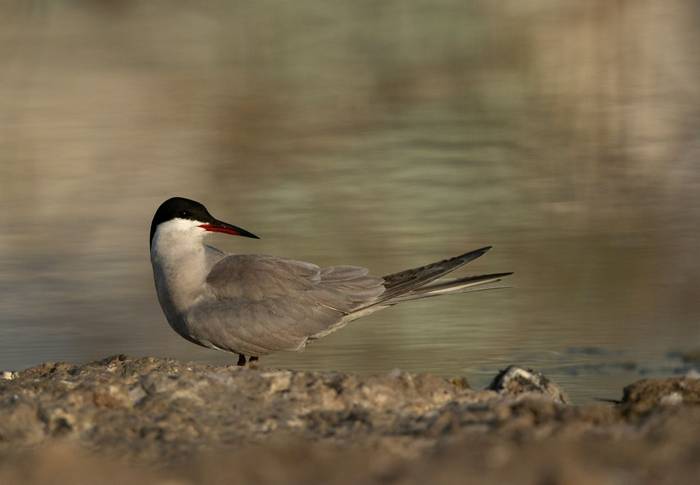 White-cheeked Tern