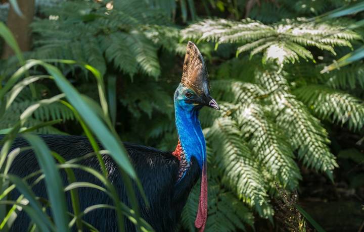 australia, bill, bird, blue, cassowary, colourful, daintree, environment, face, head, helmet, keratin, queensland, rainfores… australia, bill, bird, blue, cassowary, colourful, daintree, environment, face, head, helmet, keratin, queensland, rainfores…