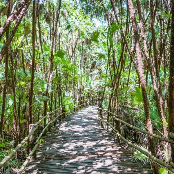 Belize-jungle-Michelleraponi-pixabay.jpg
