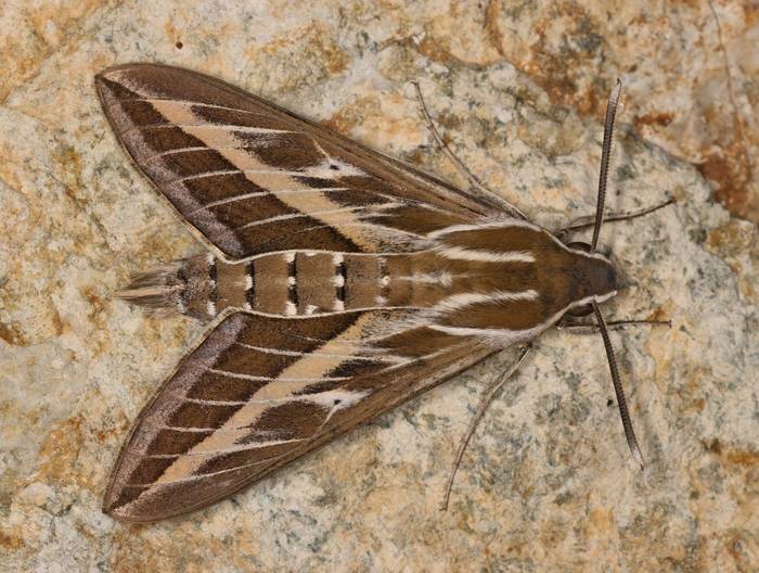 Striped Hawkmoth