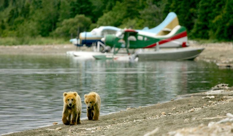 alaska-stillpoint-lodge-cubs and planes.jpeg