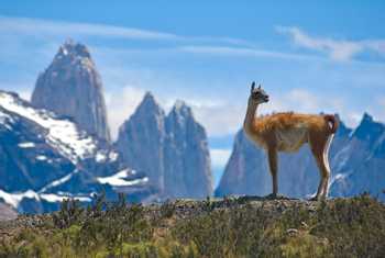 Guanaco (Lama). Torres Del Paine National Park, Patagonia, Chile. Shutterstock 14121091