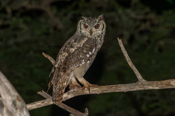 Spotted Eagle Owl © Carole and David Clarke, February 2026 tour