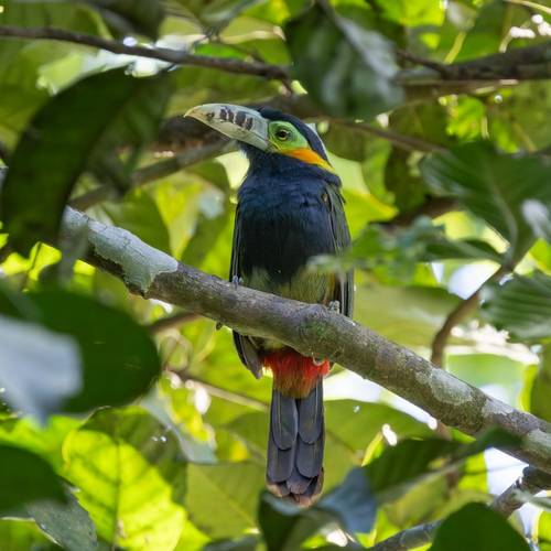 Spot-billed Toucanet