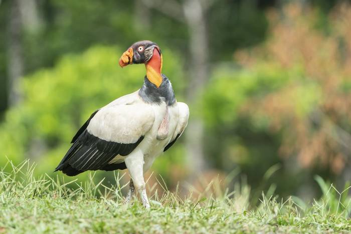 King Vulture, Laguna de Lagarto, Costa Rica, 2 April 2022, KEVIN ELSBY FRPS.jpg