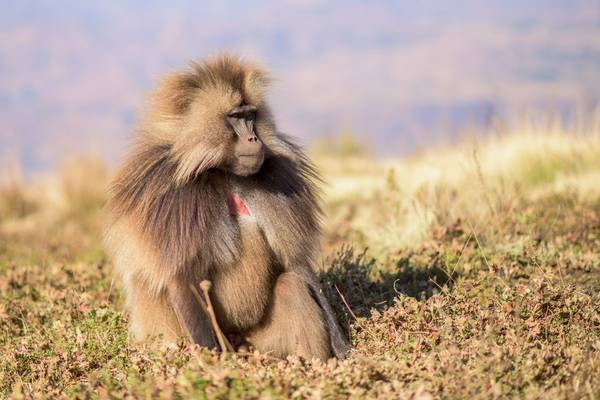 Gelada Baboon.