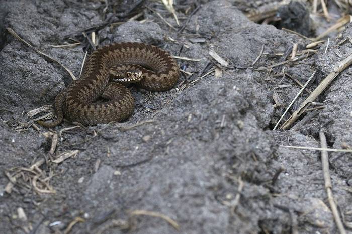 Juvenile Adder, Josh Phangurha