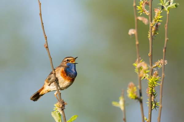 Bluethroat Shutterstock 352293998