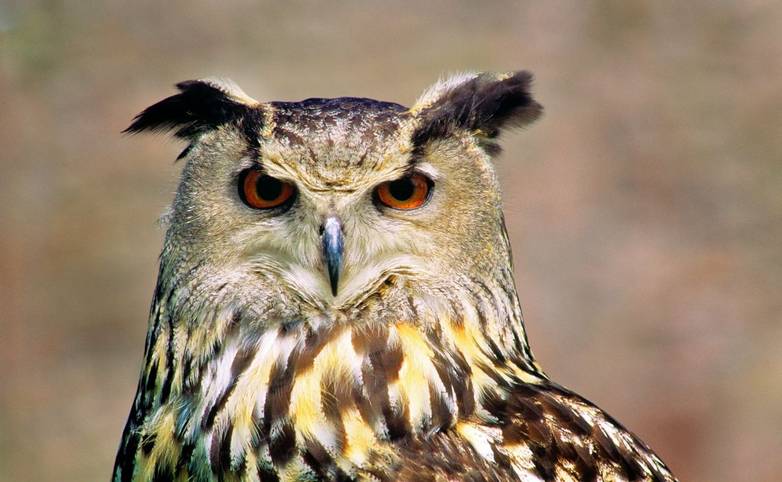 European Eagle Owl Eurasian Eagle Owl Bubo bubo. World Owl Centre, Muncaster Castle, Cumbria, UK