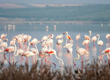 Serrania de Ronda - A Vegetarian/Vegan tour