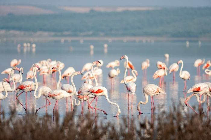 Go-Slow-S Spain Greater Flamingos shutterstock_1094560361.jpg