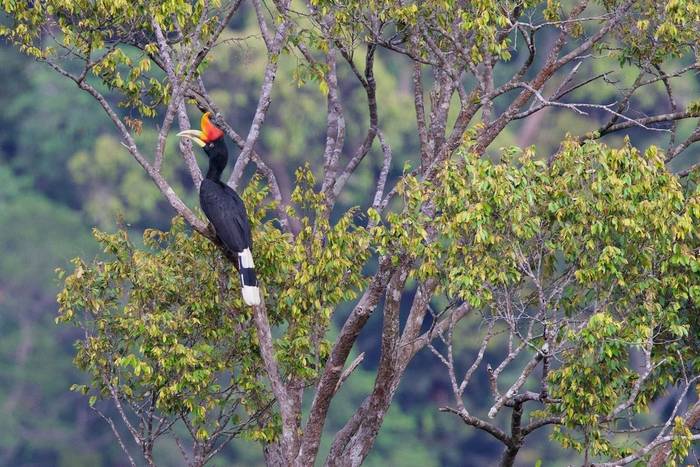 Rhinoceros Hornbill © Steve Hardy