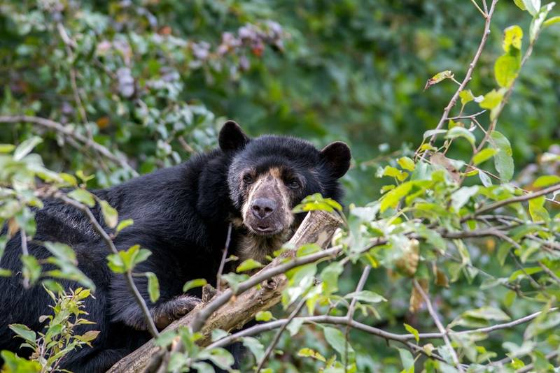 Breaking News from the Naturetrek Candelaria Reserve, Ecuador!