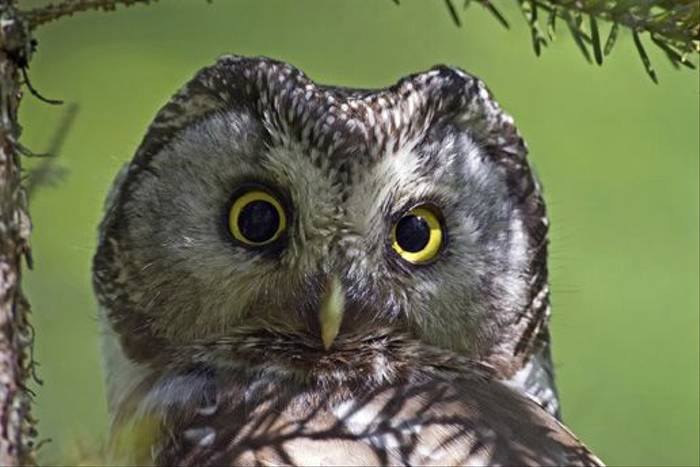 Tengmalm's Owl (Jari Peltomaki)