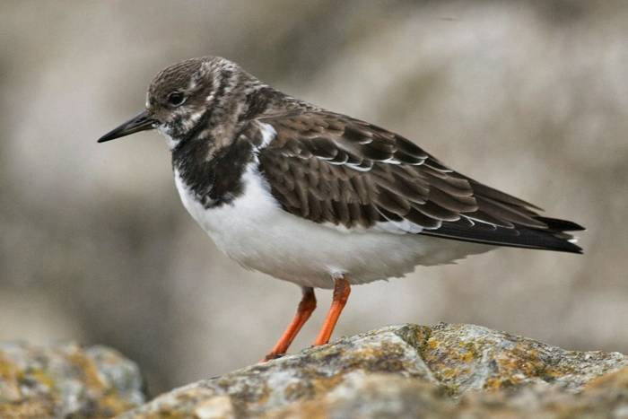 Turnstone shutterstock_1288954582.jpg