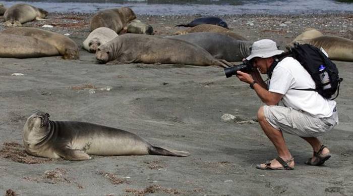 Elephant Seal weaners (Lee Morgan)