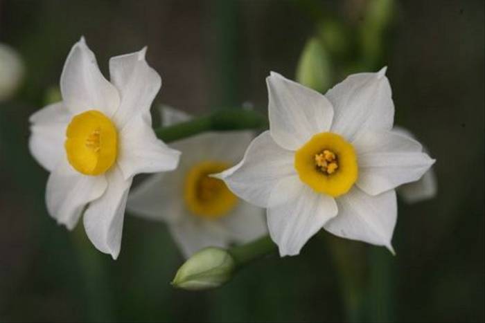 Narcissus tazetta (David Tattersfield)