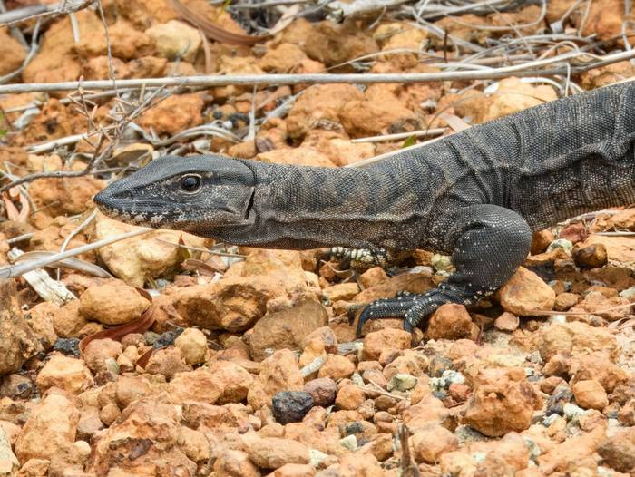 Western Heath Monitor