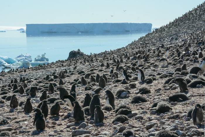 Adelie Penguins - Paulet Island.jpg