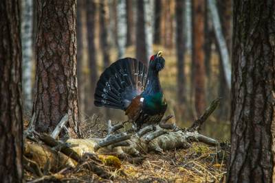 Capercaillie Image