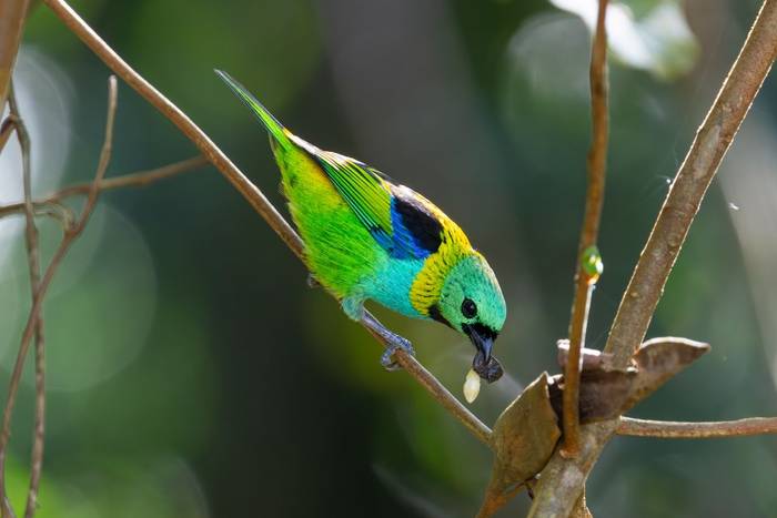 Green-headed Tanager © James Warren, May 2026 (3).jpg