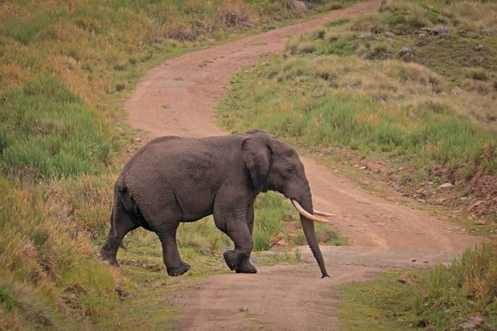 Elephant  © Laura and Bobby Bok, April 2026