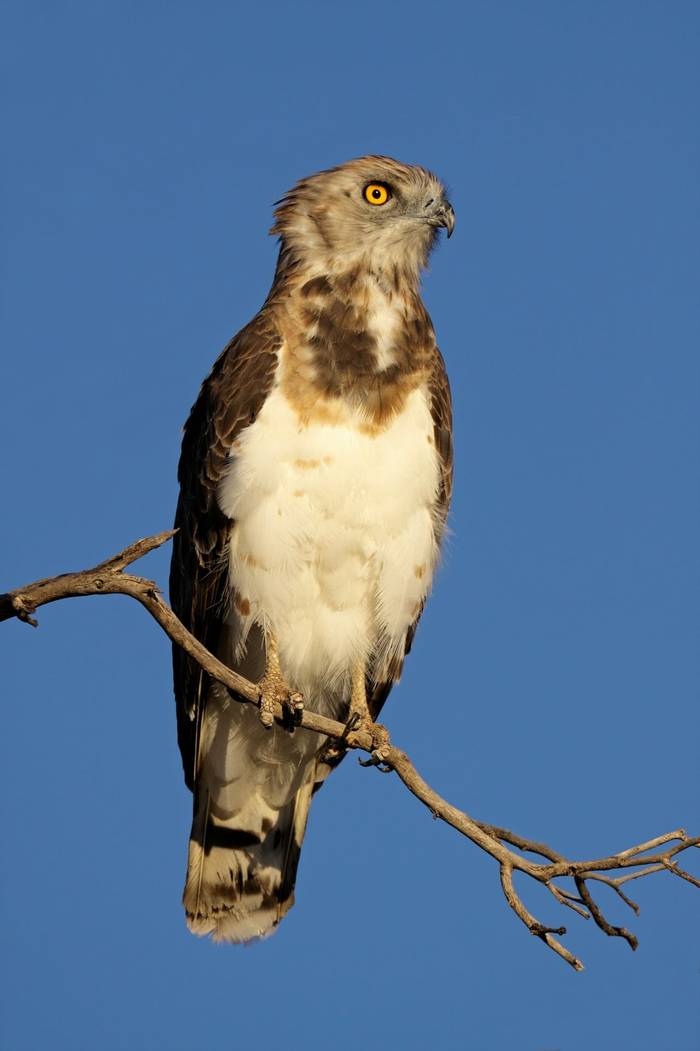 Black-breasted Snake Eagle