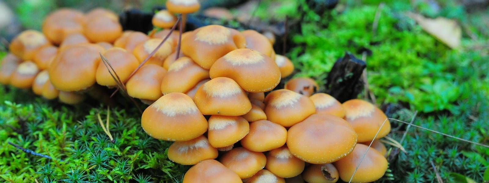 Clump of Honey Fungus (Armillaria mellea) in Ancient Woodland in Rural Devon, England, UK