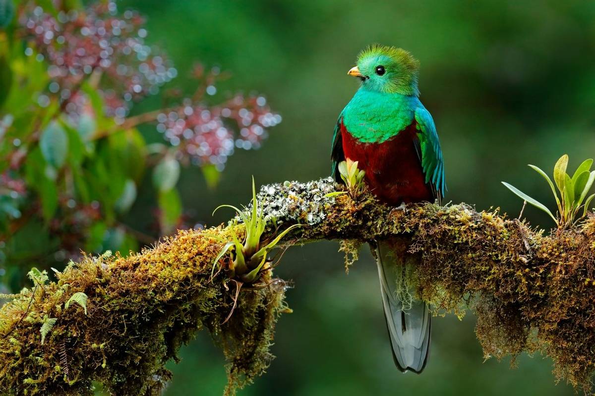 Costa Rica (Resplendent Quetzal)