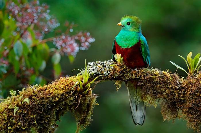 Costa Rica (Resplendent Quetzal)