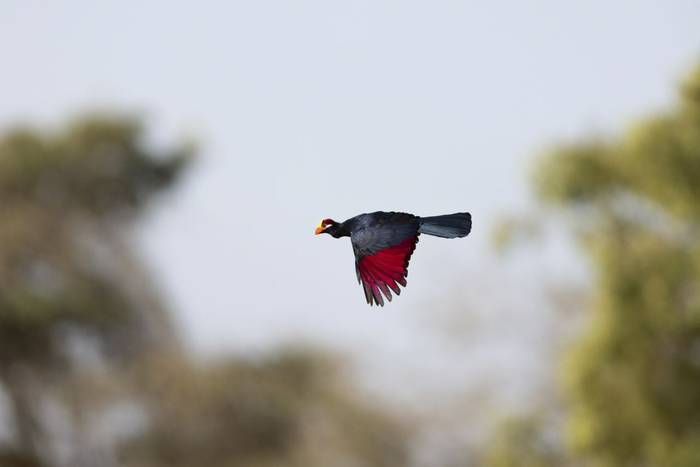 violet turaco_3R51634.jpg
