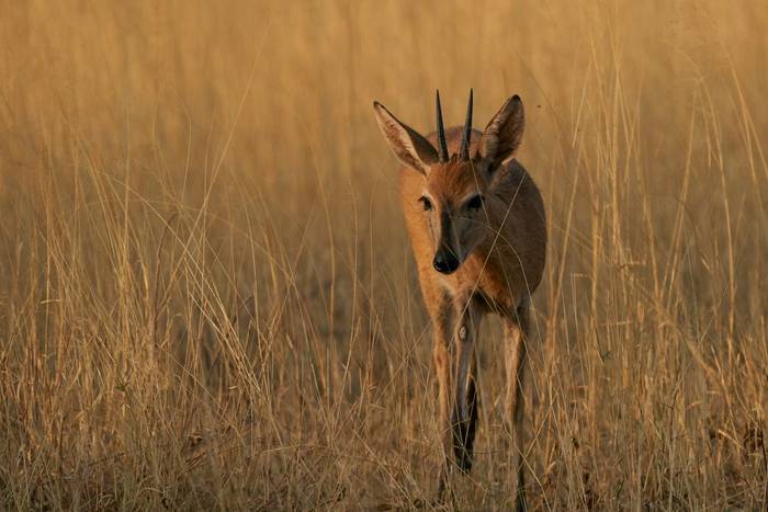 Steenbok, Okonjima Nature Reserve, Namibia shutterstock_2257382663.jpg