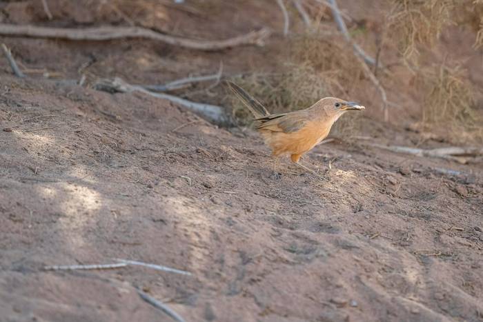 Fulvous Babbler © Adam Court, March 2026 tour