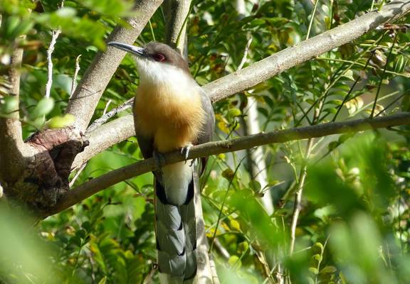 Jamaican Lizard Cuckoo (Tom Mabbett 2016 tour)