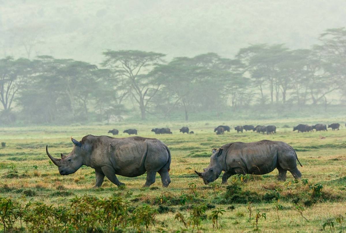 White Rhino, Lake Nakuru, Kenya Shutterstock 166069652