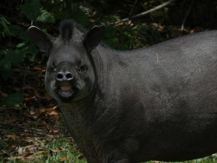 Lowland Tapir.JPG